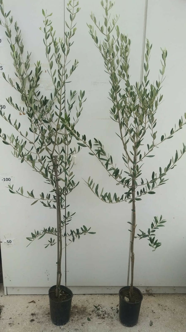 PIANTA DI ULIVO ROSCIOLA in vaso 20/fitocella - età 2/3 anni (foto reali)