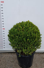 Carica immagine nel visualizzatore Galleria, PIANTA DI BUXUS FAULKNER IN VASO CIRC. SFERA 50-60 CM (foto reali) BOSSO A PALLA