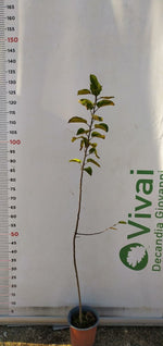 Carica immagine nel visualizzatore Galleria, PIANTA DI MALUS SYLVESTRIS IN VASO 18 CM (foto reale) MELO SELVATICO