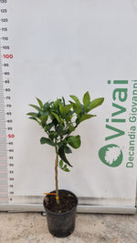 Carica immagine nel visualizzatore Galleria, PIANTA DI ARANCIO IN VASO  20 cm  PRE BONSAI citrus sinensis (foto reali)