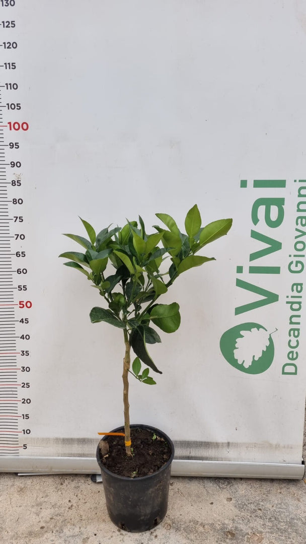 PIANTA DI ARANCIO IN VASO  20 cm  PRE BONSAI citrus sinensis (foto reali)