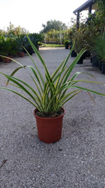 Carica immagine nel visualizzatore Galleria, PIANTA DI PHORMIUM TENAX VARIEGATO V.24 cm ALTEZZA 50 CM (foto reali)