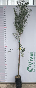 Carica immagine nel visualizzatore Galleria, PIANTA DI ULIVO ROGGIANELLA in vaso 20/fitocella - età 2/3 anni (foto reali)
