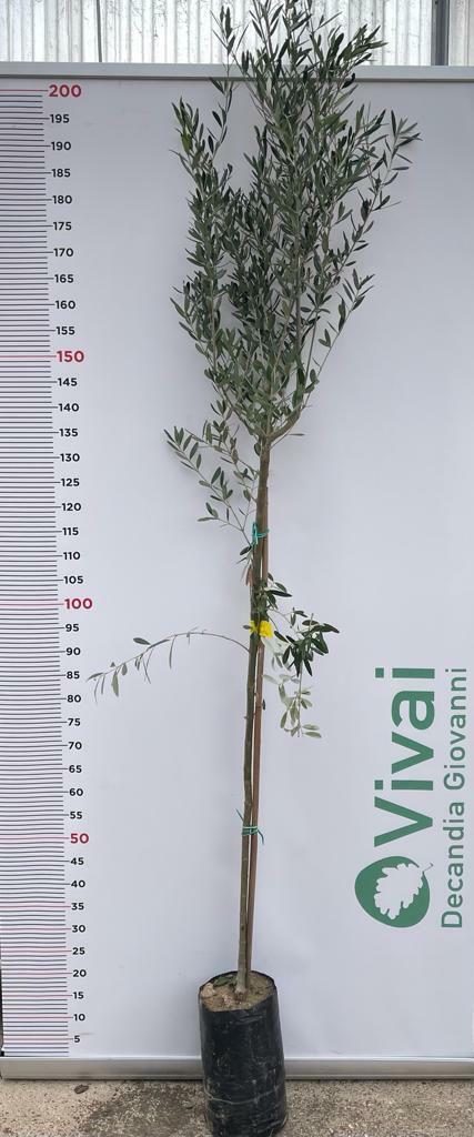 PIANTA DI ULIVO ROGGIANELLA in vaso 20/fitocella - età 2/3 anni (foto reali)