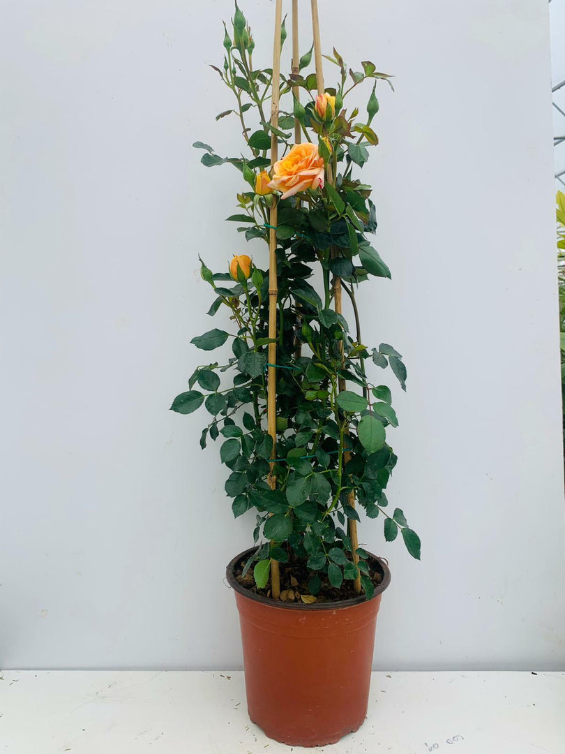 N. 2 PIANTE  DI ROSA RAMPICANTE IN VASO CM 22 (foto reali) colori assortiti