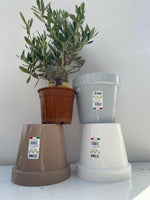 Carica immagine nel visualizzatore Galleria, PIANTA DI ULIVO BONSAI VASO 15 CM ALTEZZA 20/25 CM + vaso   ( foto reali)
