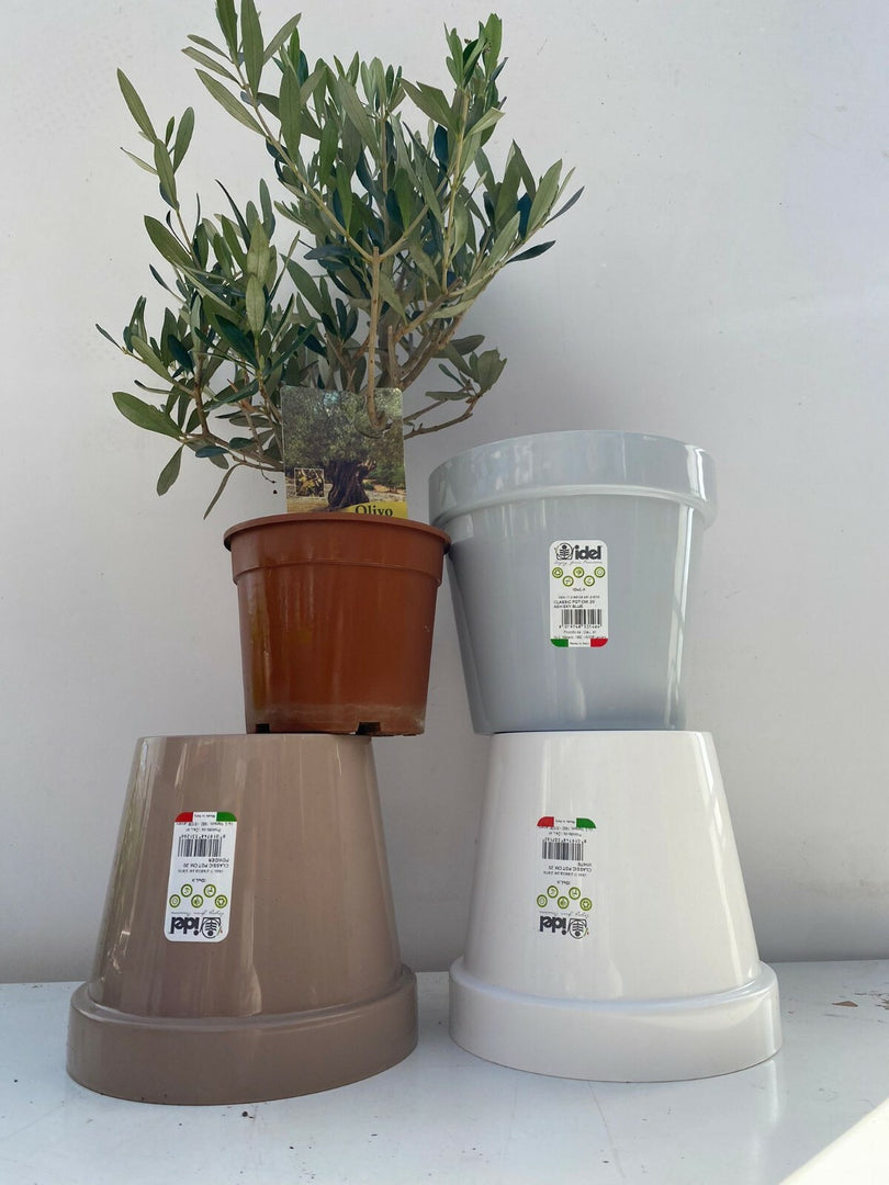 PIANTA DI ULIVO BONSAI VASO 15 CM ALTEZZA 20/25 CM + vaso   ( foto reali)