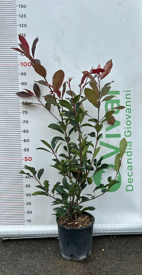 50 Piante di Photinia V18 H 90/120 cm – Red Robin – Siepe Sempreverde Colorata
