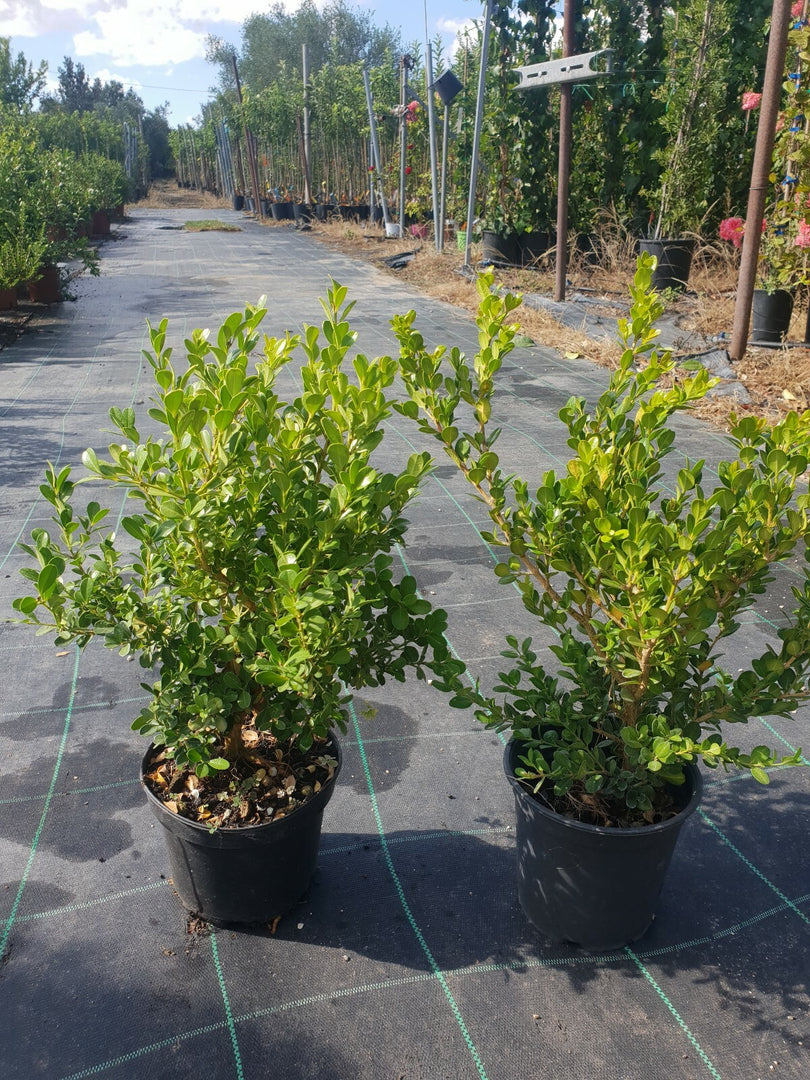 N. 2  PIANTE DI BUXUS BOSSO FAULKNER VASO CM 17 ALTEZZA 35 CM (foto reale) siepe