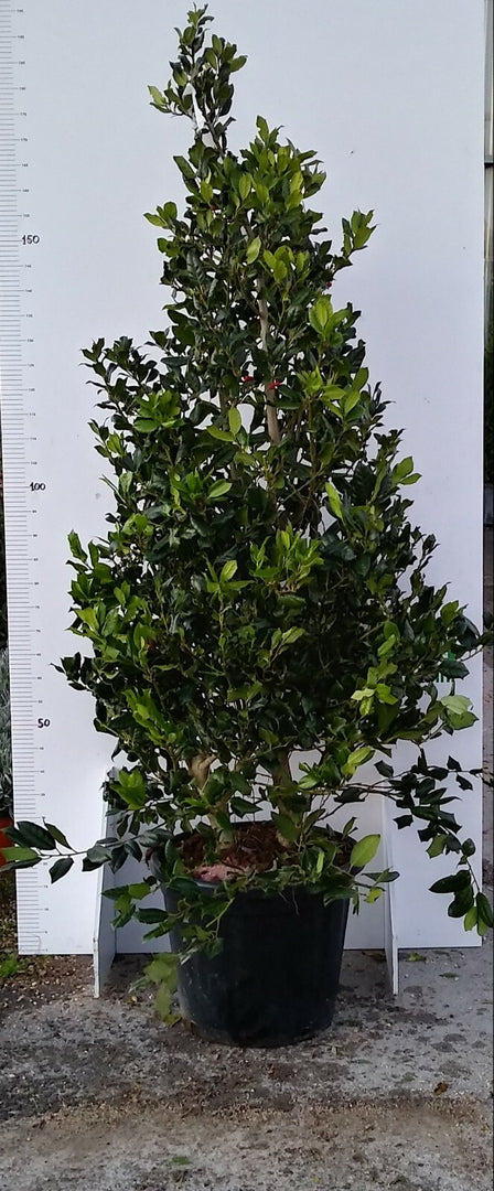 PIANTA DI AGRIFOGLIO NELLY STEVENS VASO CM 35 ALTEZZA 150/160 CM FOTO REALI