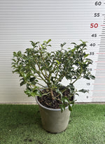Carica immagine nel visualizzatore Galleria, PIANTA DI ILEX in vaso 18 (foto reali)