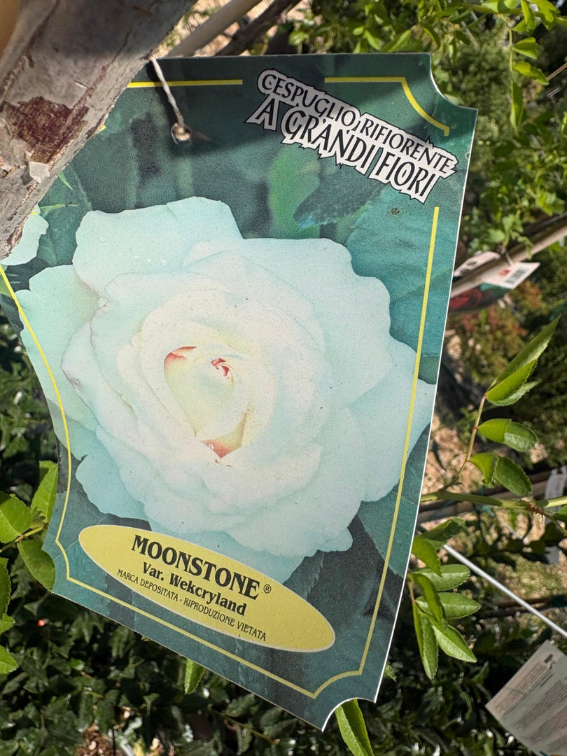 PIANTA DI ROSA ALBERELLO BARNI  VASO BIANCO  COLORI MIX