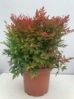 Carica immagine nel visualizzatore Galleria, PIANTA DI NANDINA GULF STREAM VASO 24 CM ( FOTO REALI) foglia rossa