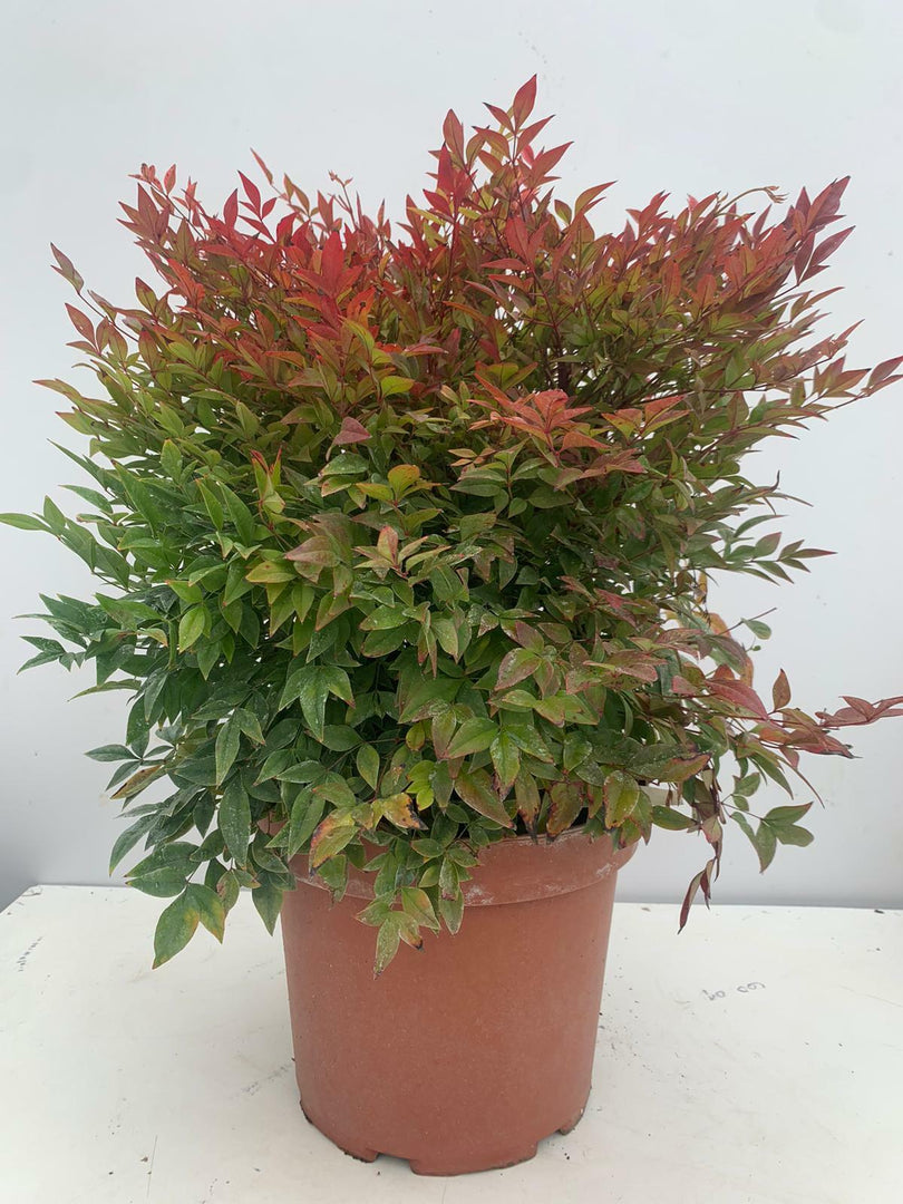 PIANTA DI NANDINA GULF STREAM VASO 24 CM ( FOTO REALI) foglia rossa