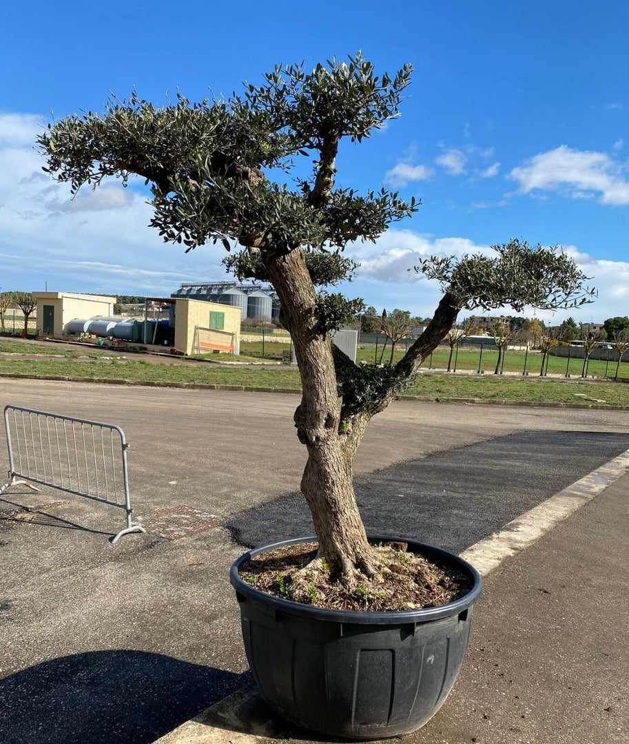 Albero di Ulivo Bonsai Secolari FOTO REALI ritiro in zona Altamura (BA)