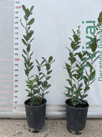 Carica immagine nel visualizzatore Galleria, PIANTA DI QUERCUS  QUERCIA VALLONEA  (foto reale) VASO 12 CM H. 60/70 CM