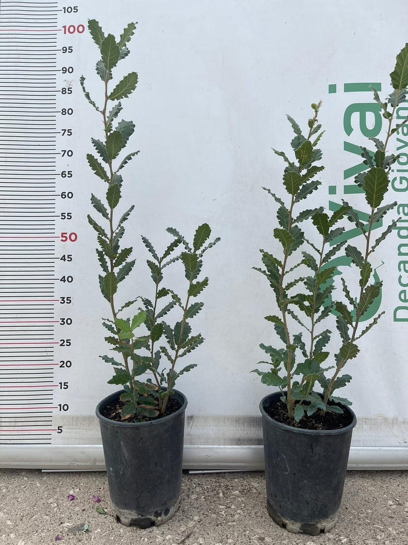 PIANTA DI QUERCUS  QUERCIA VALLONEA  (foto reale) VASO 12 CM H. 60/70 CM