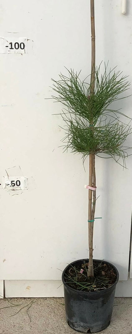 PIANTA DI PINUS PINEA PINO DA FRUTTO IN VASO  CM 20 ALTEZZA 80 CM