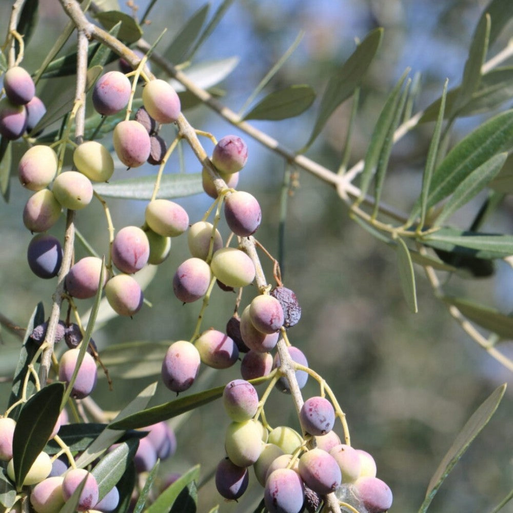 PIANTA DI ULIVO ROSCIOLA in vaso 20/fitocella - età 2/3 anni (foto reali)