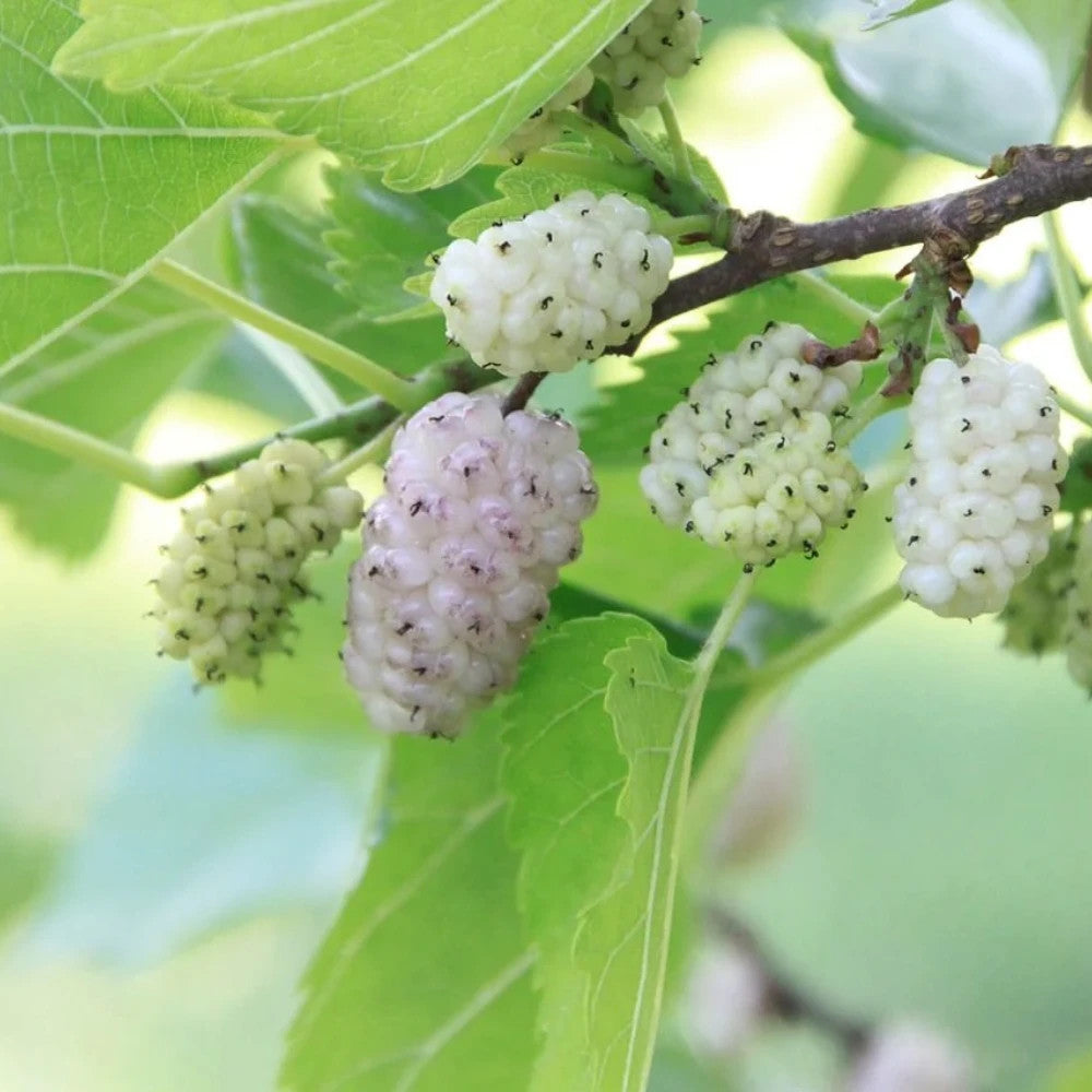PIANTA DA FRUTTO GELSO BIANCO in vaso 20 età 2/3 anni
