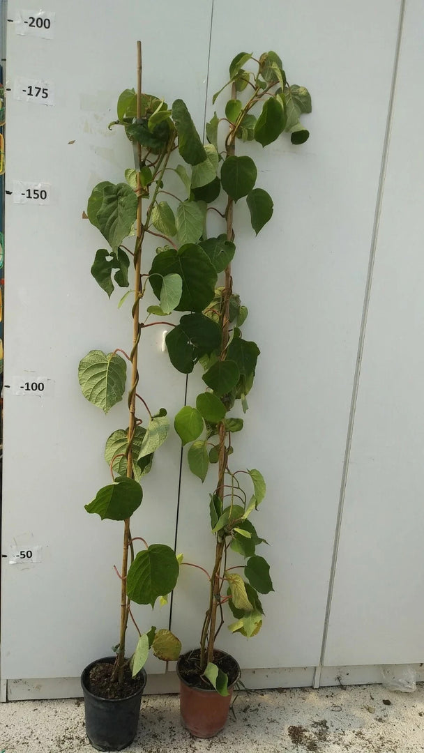PIANTA DA FRUTTO KIWI JENNY AUTOFERTILE in vaso 20 età 2/3 anni