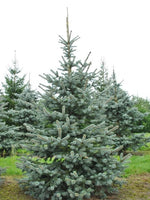 Carica immagine nel visualizzatore Galleria, PIANTA DI PICEA PUNGENS HOOPSII VASO CLT 40 H. 150/170  (foto reale) ABETE BLU