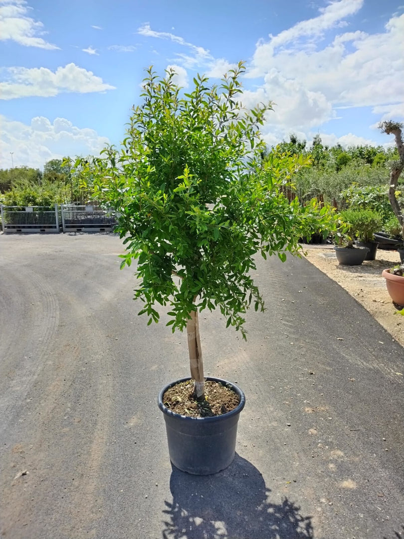 'PUNICA GRANATUM'  PIANTA DI MELOGRANO DA FRUTTO 'WONDERFUL'  V. 50 H 180/200 CM