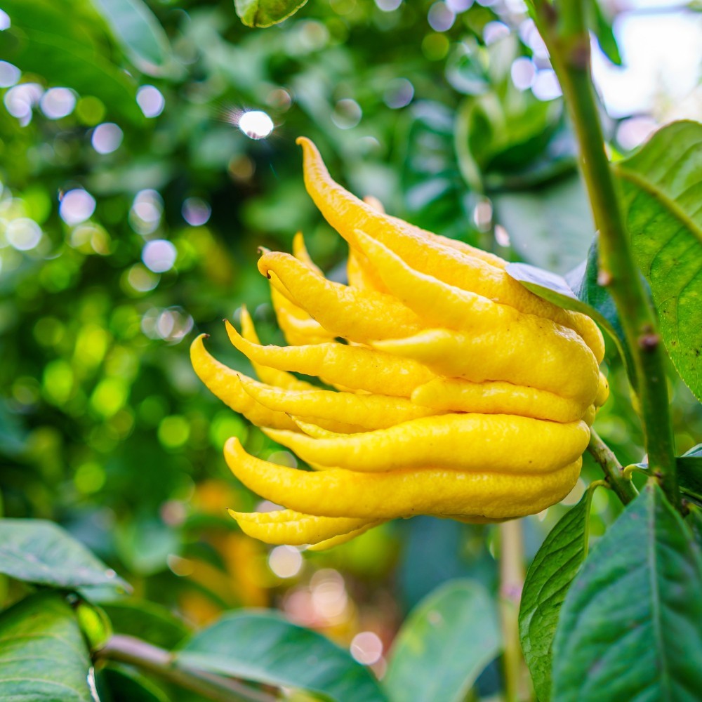 PIANTA DI LIMONE MANO DI BUDDHA in fitocella - età 2/3 anni
