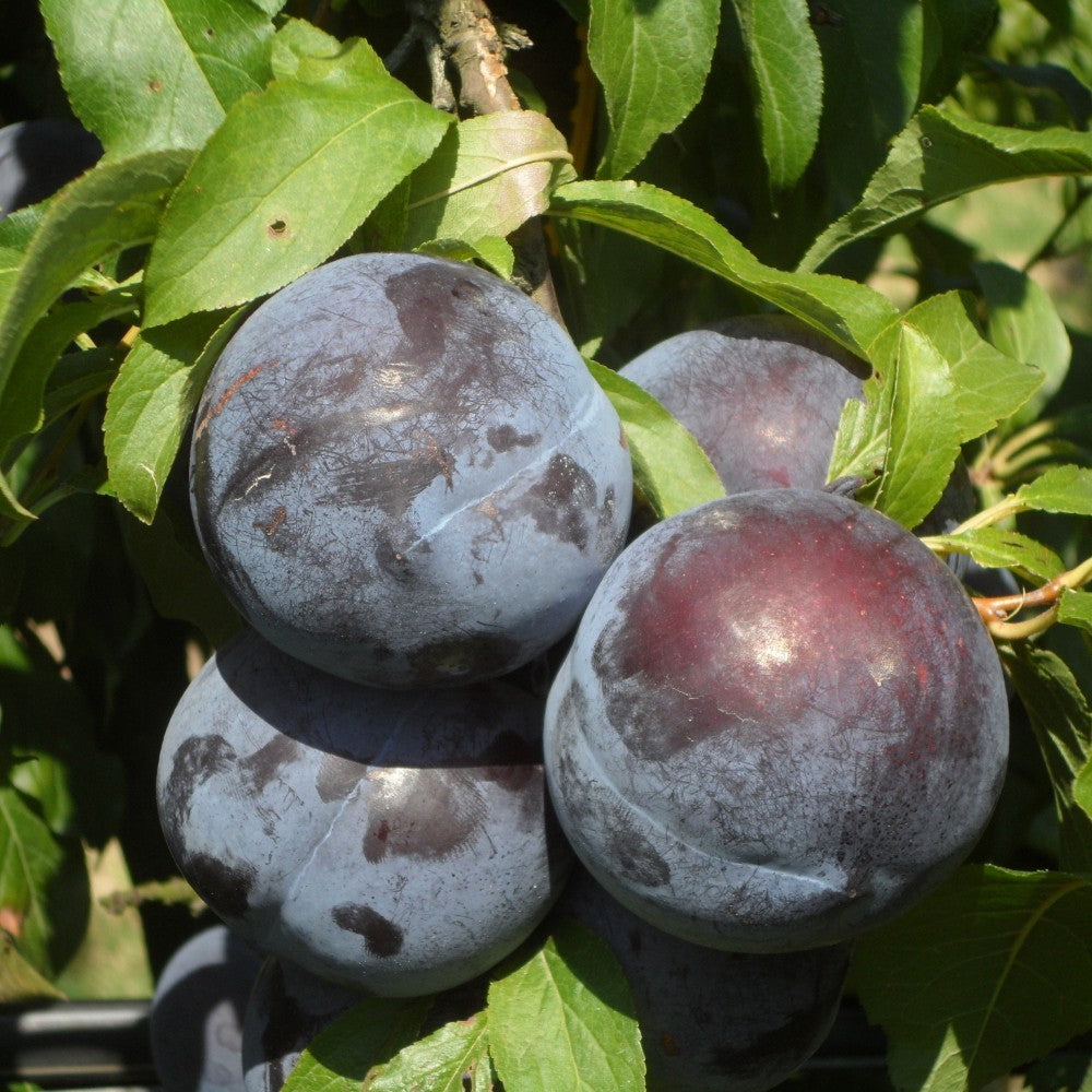 PIANTA DA FRUTTO SUSINO BLACK AMBER in vaso 20 età 2/3 anni