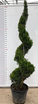 Carica immagine nel visualizzatore Galleria, PIANTA DI CUPRESSOCYPARIS LEYLANDII SPIRALE VASO CLT 30 H. 150/170