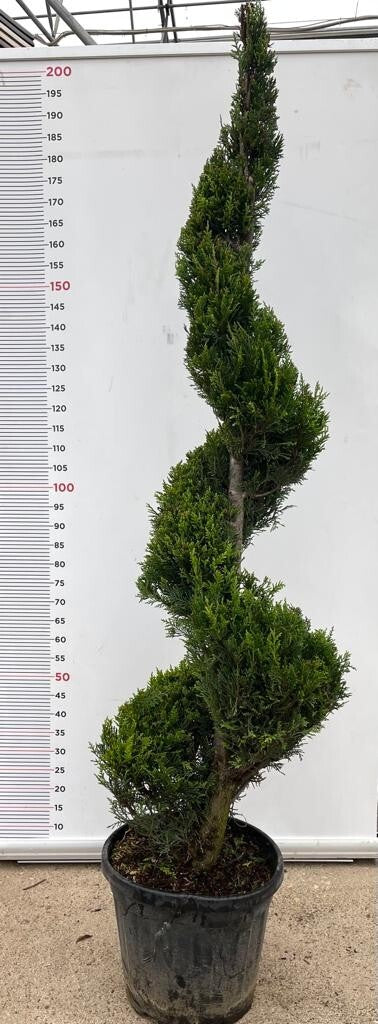 PIANTA DI CUPRESSOCYPARIS LEYLANDII SPIRALE VASO CLT 30 H. 150/170