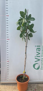 Carica immagine nel visualizzatore Galleria, 3 Piante di Pistacchio NAPOLETANA (2 Femmina + 1 Maschio) Innesto 4 Anni