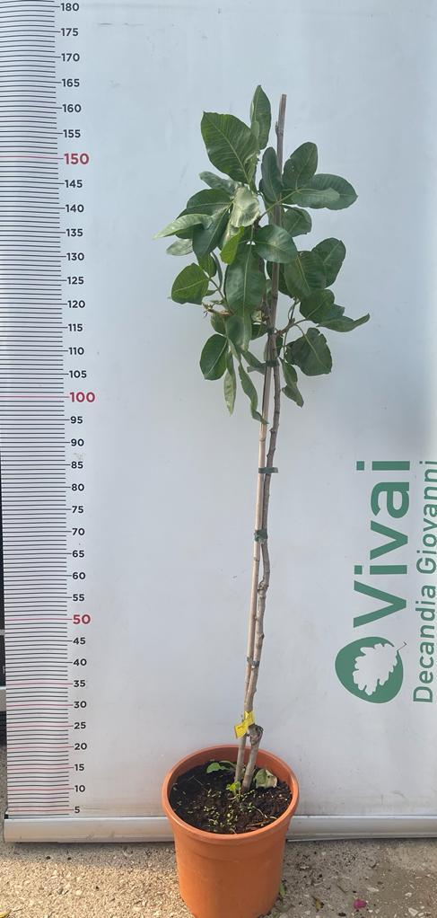 3 Piante di Pistacchio NAPOLETANA (2 Femmina + 1 Maschio) Innesto 4 Anni