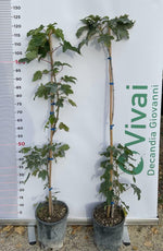 Carica immagine nel visualizzatore Galleria, PIANTA DI ACER PSEUDOPLATANUS VASO 18 CM H.100/110 CM (foto real) ACERO DI MONTE