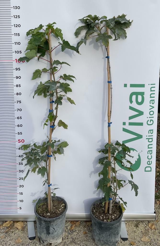PIANTA DI ACER PSEUDOPLATANUS VASO 18 CM H.100/110 CM (foto real) ACERO DI MONTE