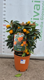Carica immagine nel visualizzatore Galleria, PIANTA DI KUMQUAT a spalliera in vaso 20 (foto reali)