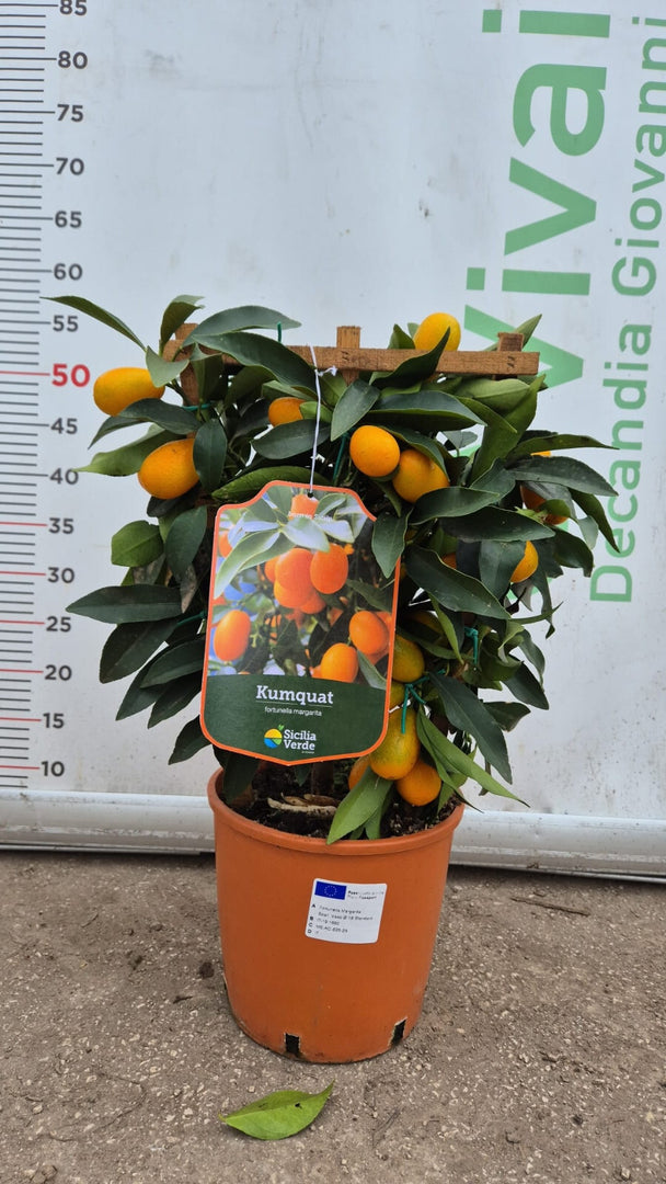 PIANTA DI KUMQUAT a spalliera in vaso 20 (foto reali)