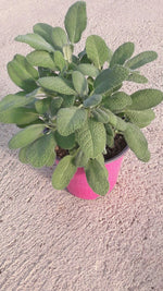 Carica immagine nel visualizzatore Galleria, N. 4  PIANTE  DI SALVIA  vaso 14 cm  (foto reali) aromatica