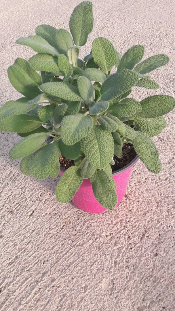 N. 4  PIANTE  DI SALVIA  vaso 14 cm  (foto reali) aromatica