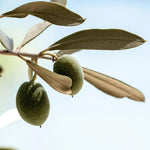 Carica immagine nel visualizzatore Galleria, PIANTA DI ULIVO NOCELLARA MESSINESE da mensa in vaso 24 età 3/4 anni foto reali