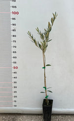 Carica immagine nel visualizzatore Galleria, N.2 PIANTA DI ULIVO DOLCE "PASOLA" IN VASO ALTEZZA 70/80 cm (foto reale) ANNI 1