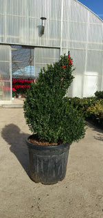 Carica immagine nel visualizzatore Galleria, PIANTA DI BUXUS SEMPERVIRENS ARBORESCENS A SPIRALE vaso cm 45 (foto reale)