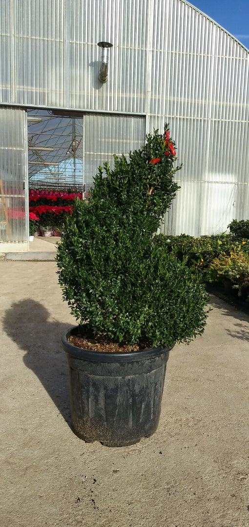 PIANTA DI BUXUS SEMPERVIRENS ARBORESCENS A SPIRALE vaso cm 45 (foto reale)