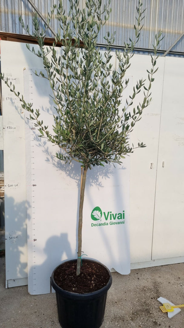 PIANTA DI ULIVO  ALTEZZA 180/200 CM IN MASTELL0 da 60 cm (foto reali)