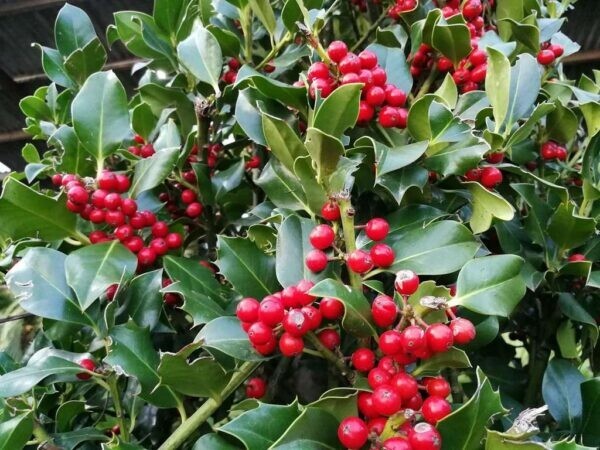 PIANTA DI ILEX NELLY STEVENS IN VASO 1/2 FUSTO CLT 25  (foto reali) AGRIFOGLIO