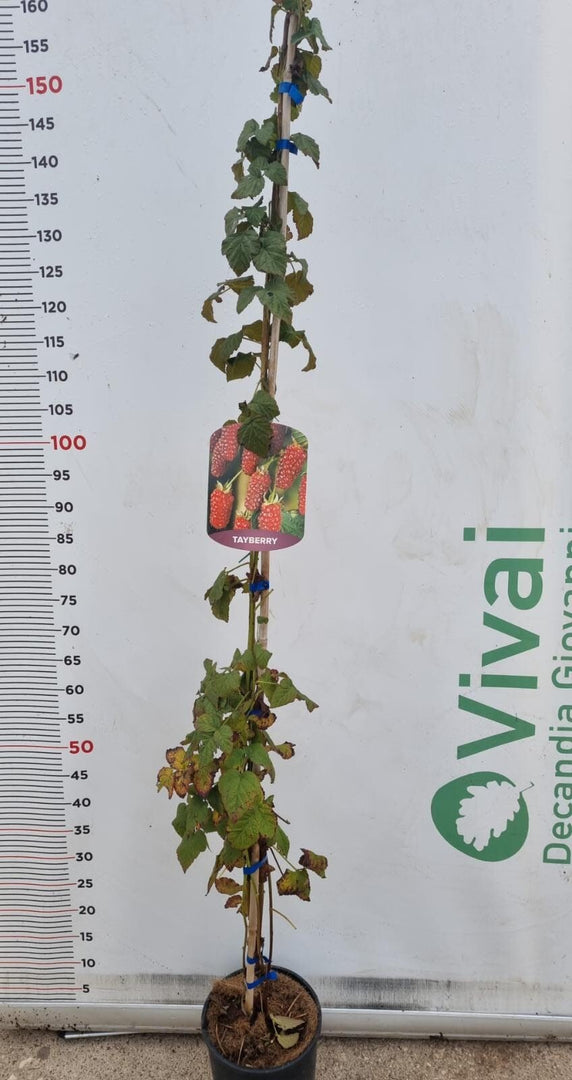 PIANTA DI TAYBERRY in vaso 18  (foto reale)