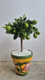 Carica immagine nel visualizzatore Galleria, BONSAI DI LIMEQUAT IN VASO DI CERAMICA
