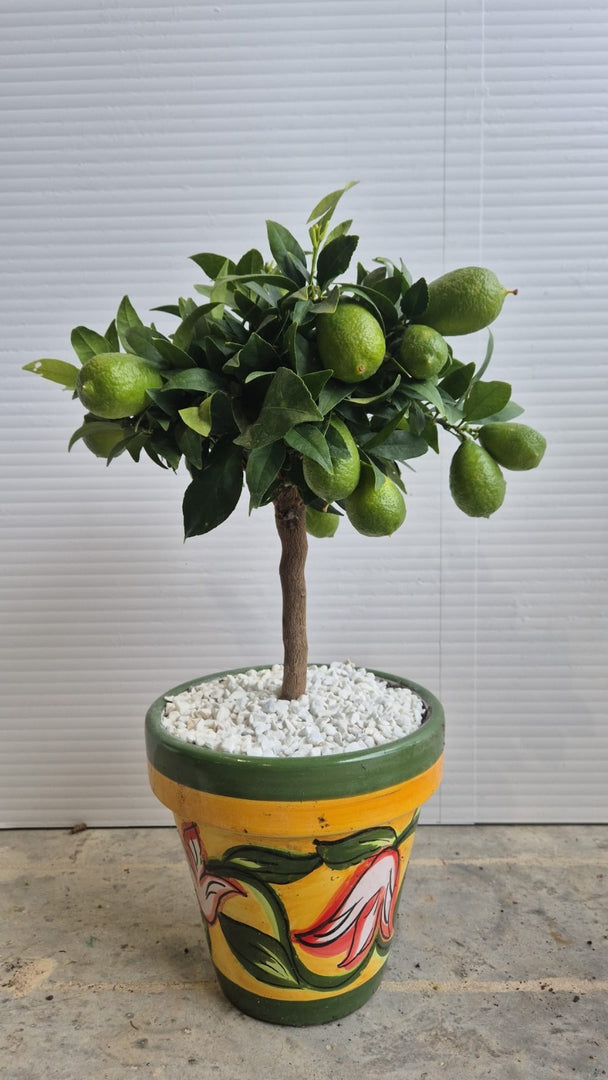 BONSAI DI LIMEQUAT IN VASO DI CERAMICA