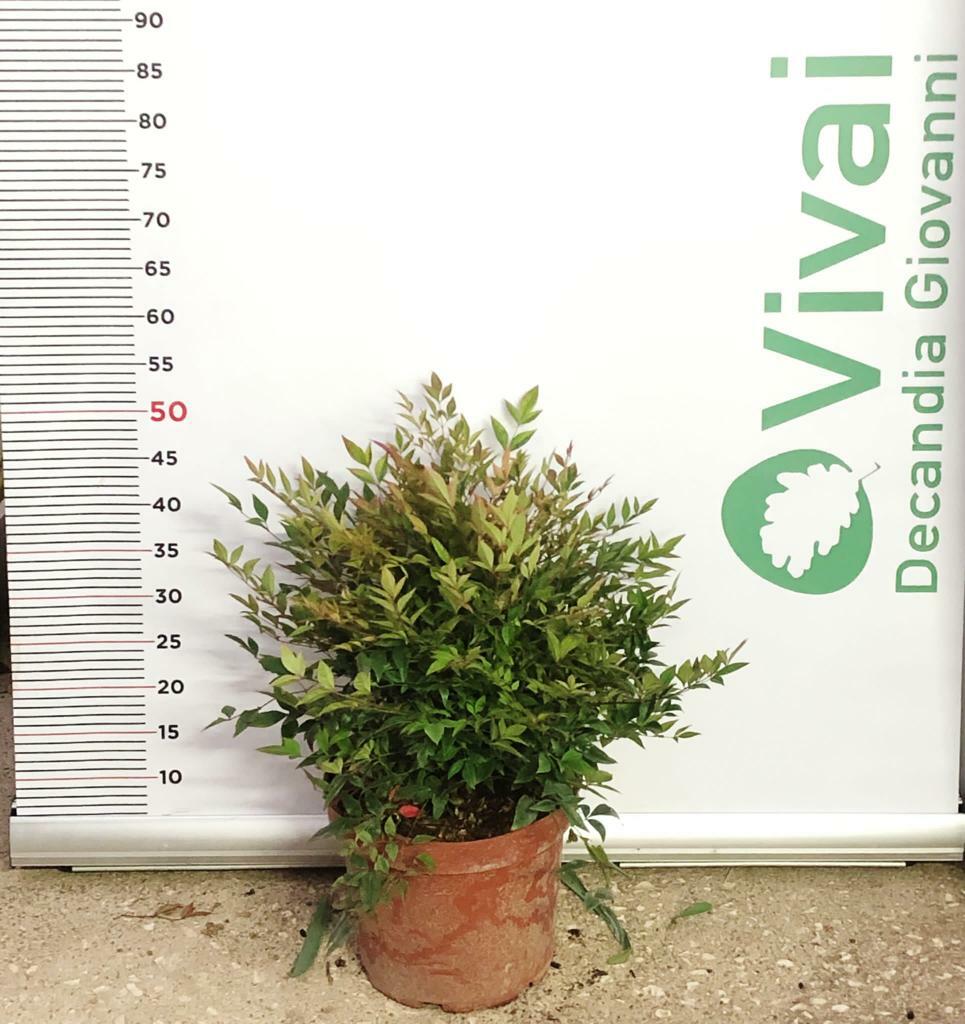 PIANTA DI NANDINA GULF STREAM VASO 24 CM ( FOTO REALI) foglia rossa