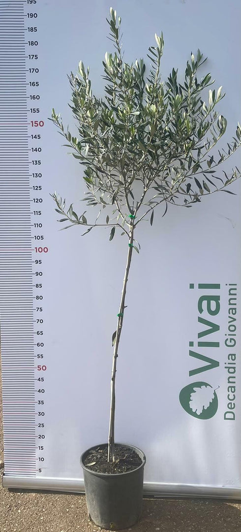 PIANTA DI ULIVO NOCELLARA MESSINESE da mensa in vaso 24 età 3/4 anni foto reali